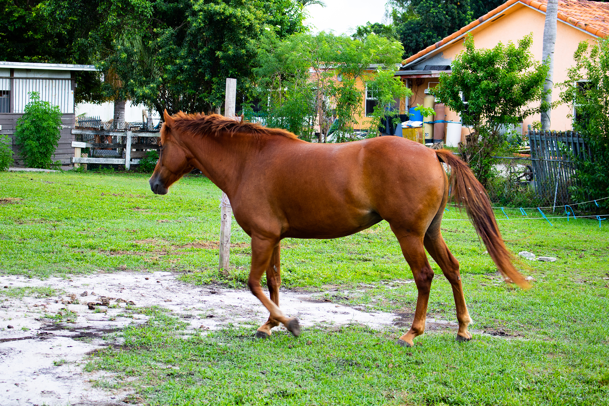 Andara Horse Rescue Stories