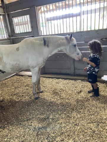 Sponsor Excalibur Rescue Horse