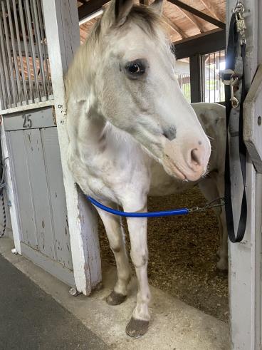 Excalibur Rescue Horse